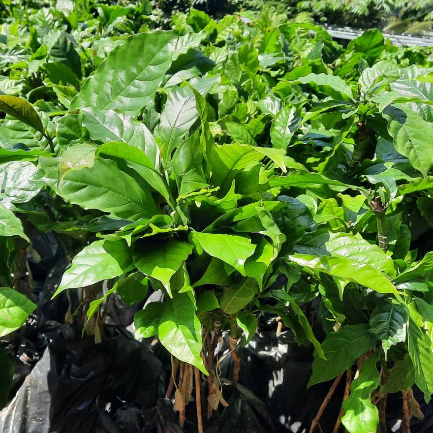 20 Ribu Bibit Kopi Disalurkan ke Petani Pagerharjo, Dorong Kesejahteraan Petani dan Penguatan Bumdes